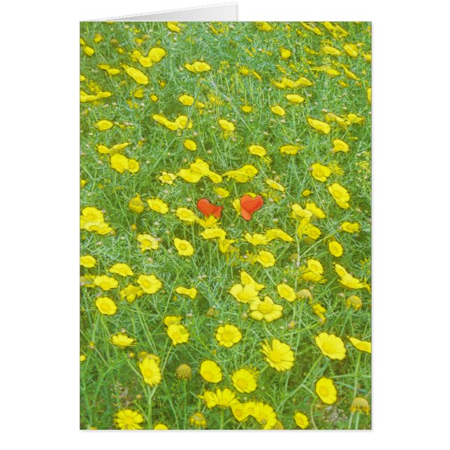 Aquarellmohn (Vorne)