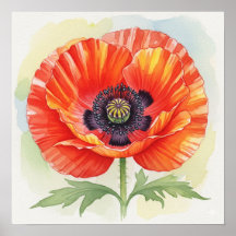 Aquarellmohn