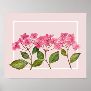 Aquarellpinke Hydrangea Lacecaps Illustration Poster