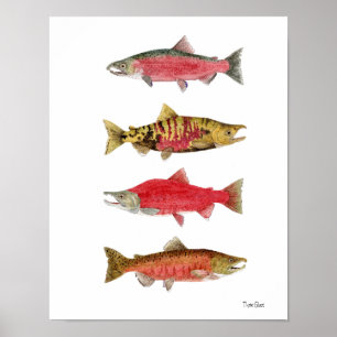 Aquarellstudien über Lachs Poster