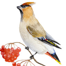 Aquarellwaldvogel wächst