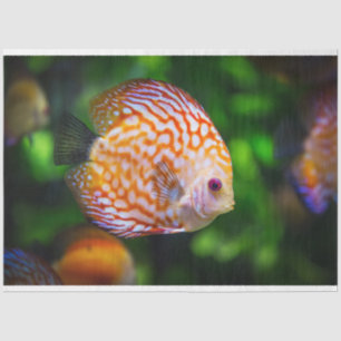 Aquarienscheibe Seidenpapier