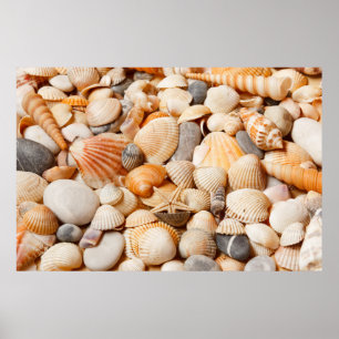 Aquarium Collection Seashells Poster