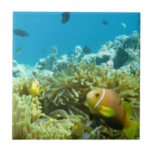 Aquarium-Fische Fliese