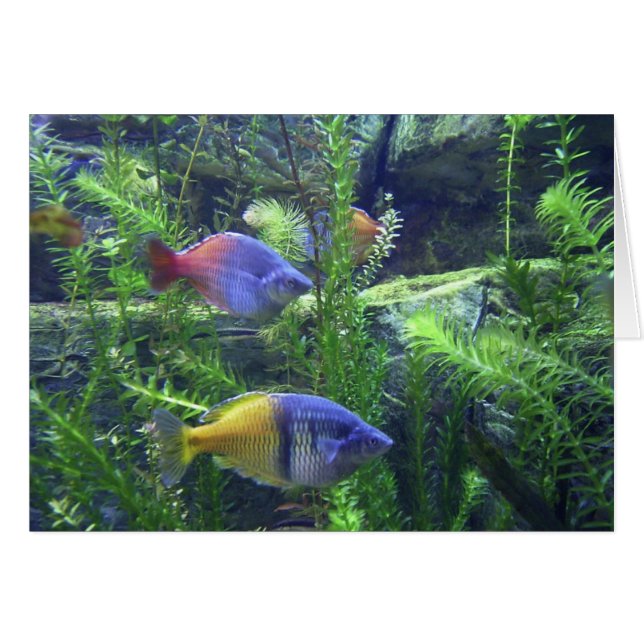 Aquarium Fish (Vorderseite (Horizontal))