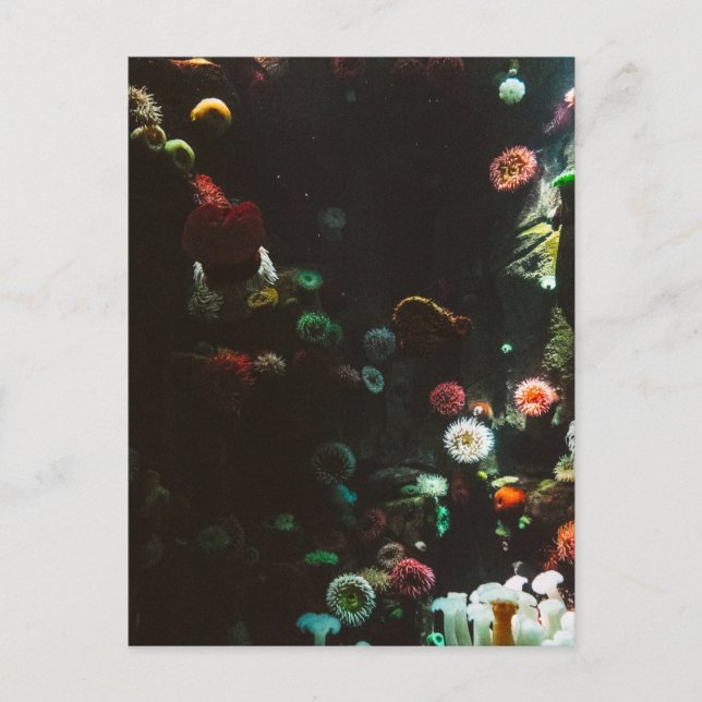 Aquarium in Kanada, Toronto, Kanada Postkarte (Vorderseite)