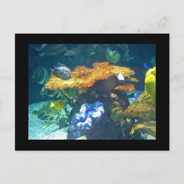 Aquarium-Karte Postkarte (Vorderseite)