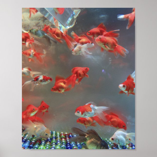Aquarium Marble Fish Poster (Vorne)