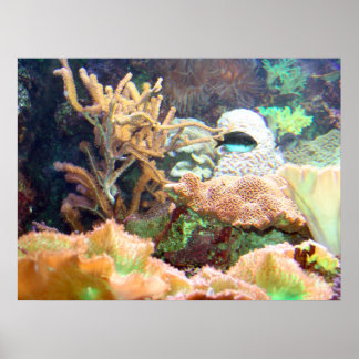 Aquarium Poster