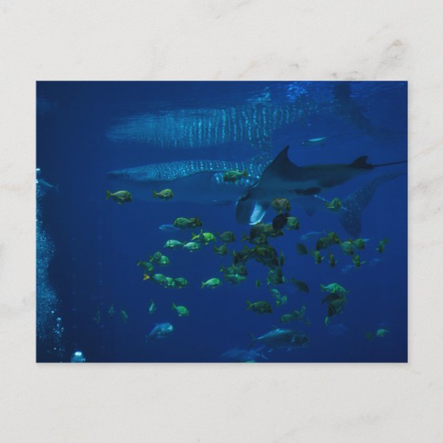 Aquarium Postkarte (Vorderseite)