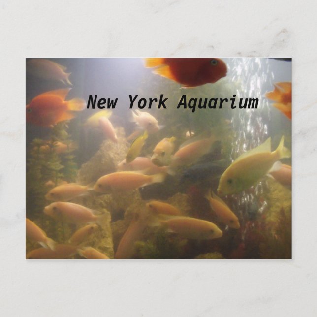 Aquarium Postkarte (Vorderseite)