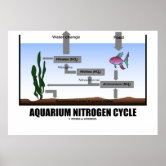 Diagramm des Stickstoffkreislaufs im Aquarium