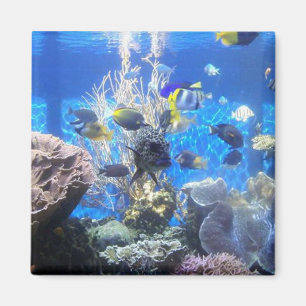 Aquariumsmagnet Magnet