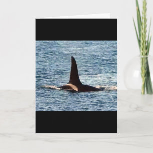 Aquarius Orca Anpassbarer Westküsten-Schwertwal Karte
