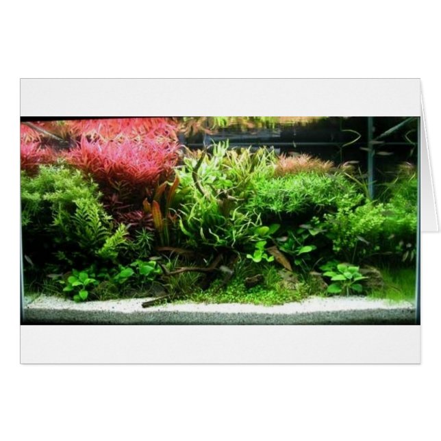 Aquascape (Vorderseite (Horizontal))