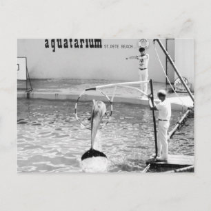 Aquatarium St. Pete Beach Florida, Dolphin Postkarte