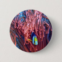 Aquatic Nautical Fotos Meerestierfotografie