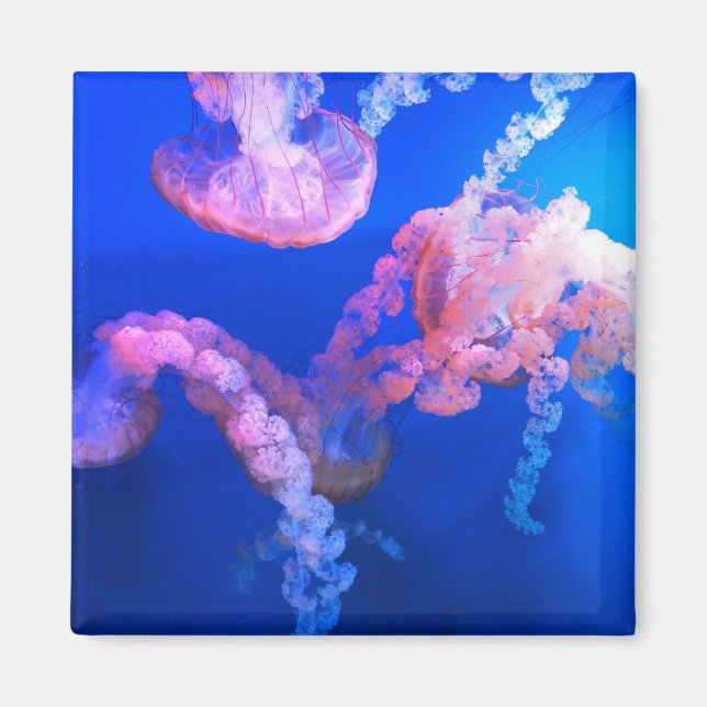 Aquatic Nautical Fotos Meerestierfotografie Magnet (Vorne)