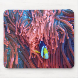 Aquatic Nautical Fotos Meerestierfotografie Mousepad