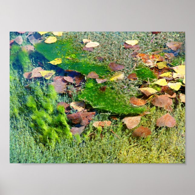 Aquatische Pflanze in Lincoln Park III - Farbsamat Poster (Vorne)