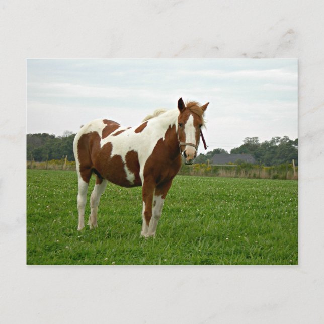 Aquebogue Painted Horse Postkarte (Vorderseite)