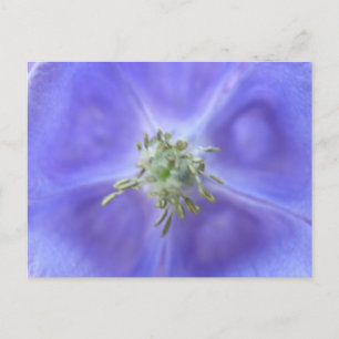 Aquilegia Blume Postkarte