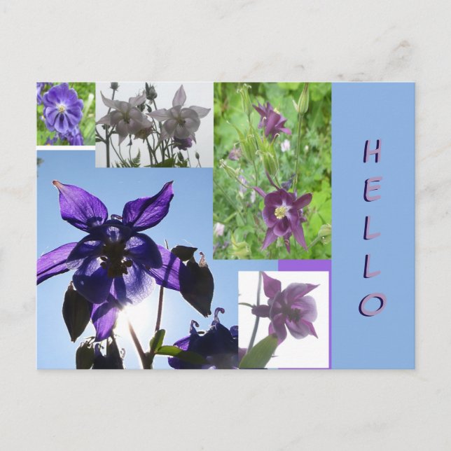 Aquilegia Collage Cust. Text & BG HELLO Postkarte (Vorderseite)