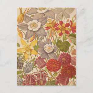 Aquilegia George Nicholson Postkarte