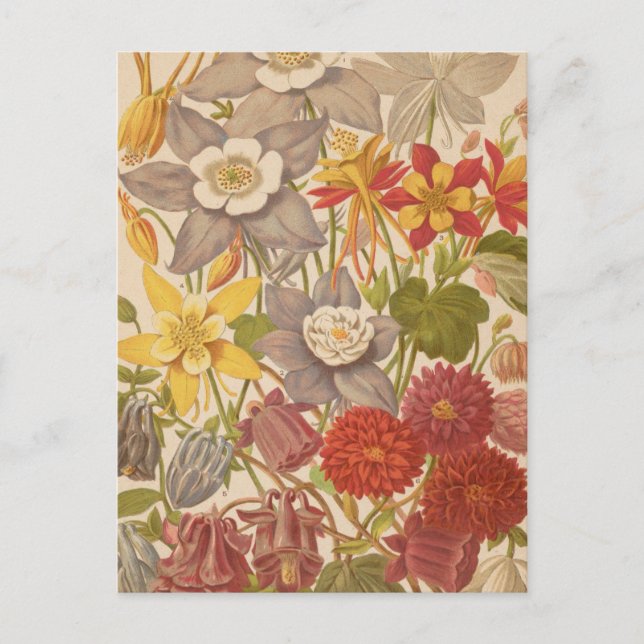 Aquilegia | George Nicholson Postkarte (Vorderseite)