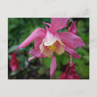 Aquilegia nach dem Regen Postkarte