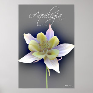 Aquilegia Poster