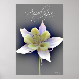 Aquilegia Poster
