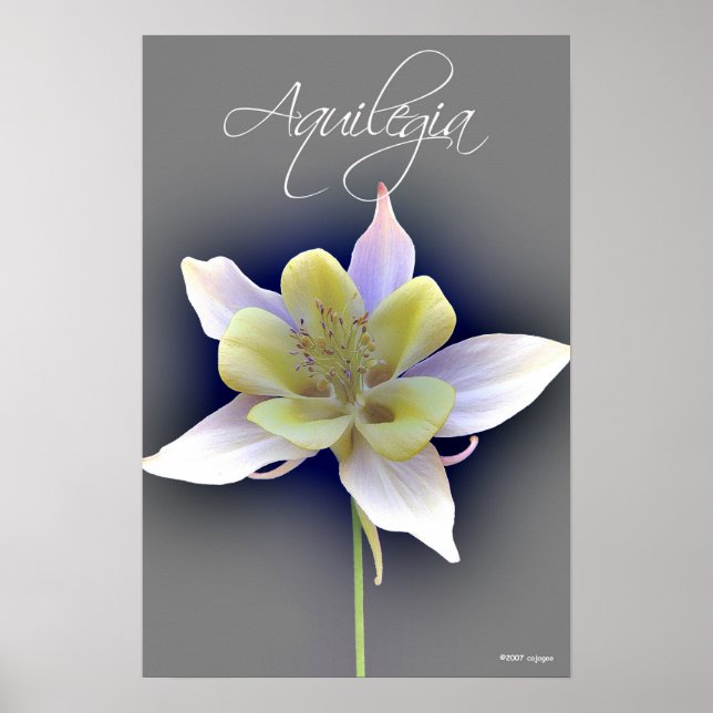 Aquilegia Poster (Vorne)