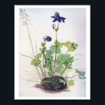 Aquilegia vulgaris Blume, Albrecht Durer Poster<br><div class="desc">Albrecht Dürer (21. Mai 1471 - 6. April 1528) war ein deutscher Maler, Printmacher und Theoretiker der deutschen Renaissance. Geboren in Nürnberg, hat Dürer in seinen zwanziger Jahren durch seine hochwertigen Holzschnitten seinen Ruf und Einfluss in ganz Europa etabliert. Er stand in Kontakt mit den bedeutendsten italienischen Künstlern seiner Zeit,...</div>