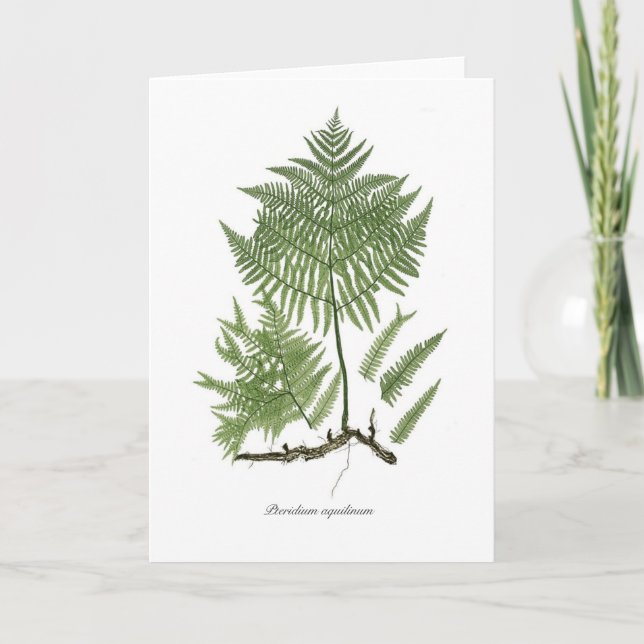 Aquilinum Karte (Vorderseite)