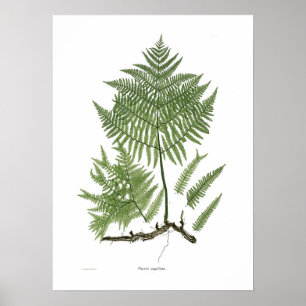 Aquilinum Poster