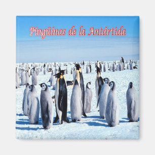 AR - Argentinien - Pinguine in der Antarktis Magnet