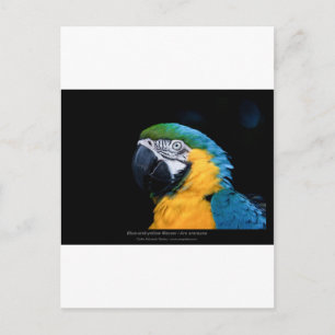 Ara ararauna - Blau-Gelb-Ara-Ara 01 Postkarte