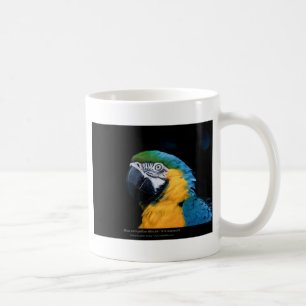 Ara ararauna - Blau-und-gelber Macaw 01 Kaffeetasse