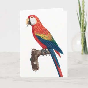 Ara Canga Parrot Karte