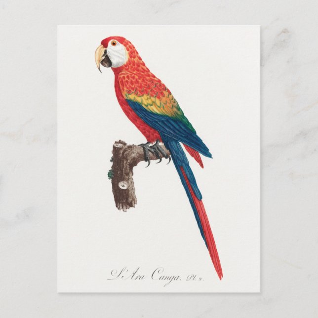 Ara Canga Parrot Postkarte (Vorderseite)