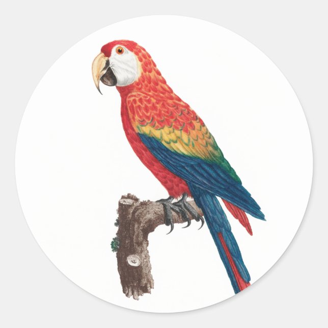 Ara Canga Parrot Runder Aufkleber (Vorderseite)