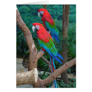 Ara Chloropterus, zwei Rot- und Grünflügelmakaos