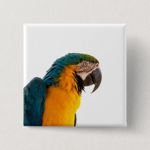 Ara Papagei Foto Button