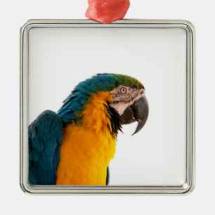Ara Papagei Foto Ornament Aus Metall