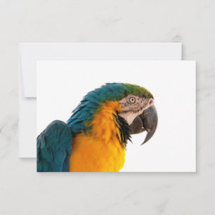 Ara Papagei Foto RSVP Karte