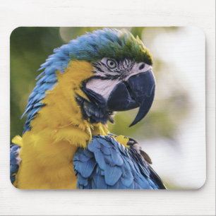 Ara-Papageien-Profil-Porträt-Fotografie Mousepad