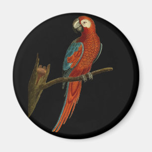 Ara-Papagemagnet Magnet