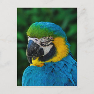 Ara Parrot Postkarte