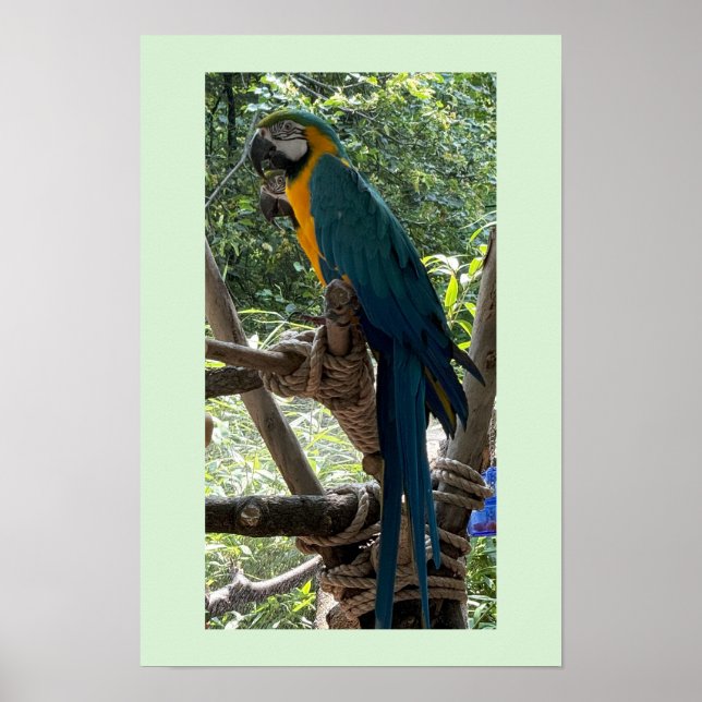 Ara-Vogel-Foto-Poster  Poster (Vorne)